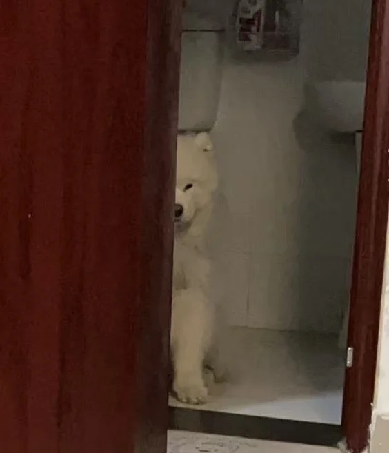 加班回家发现尿地毯上