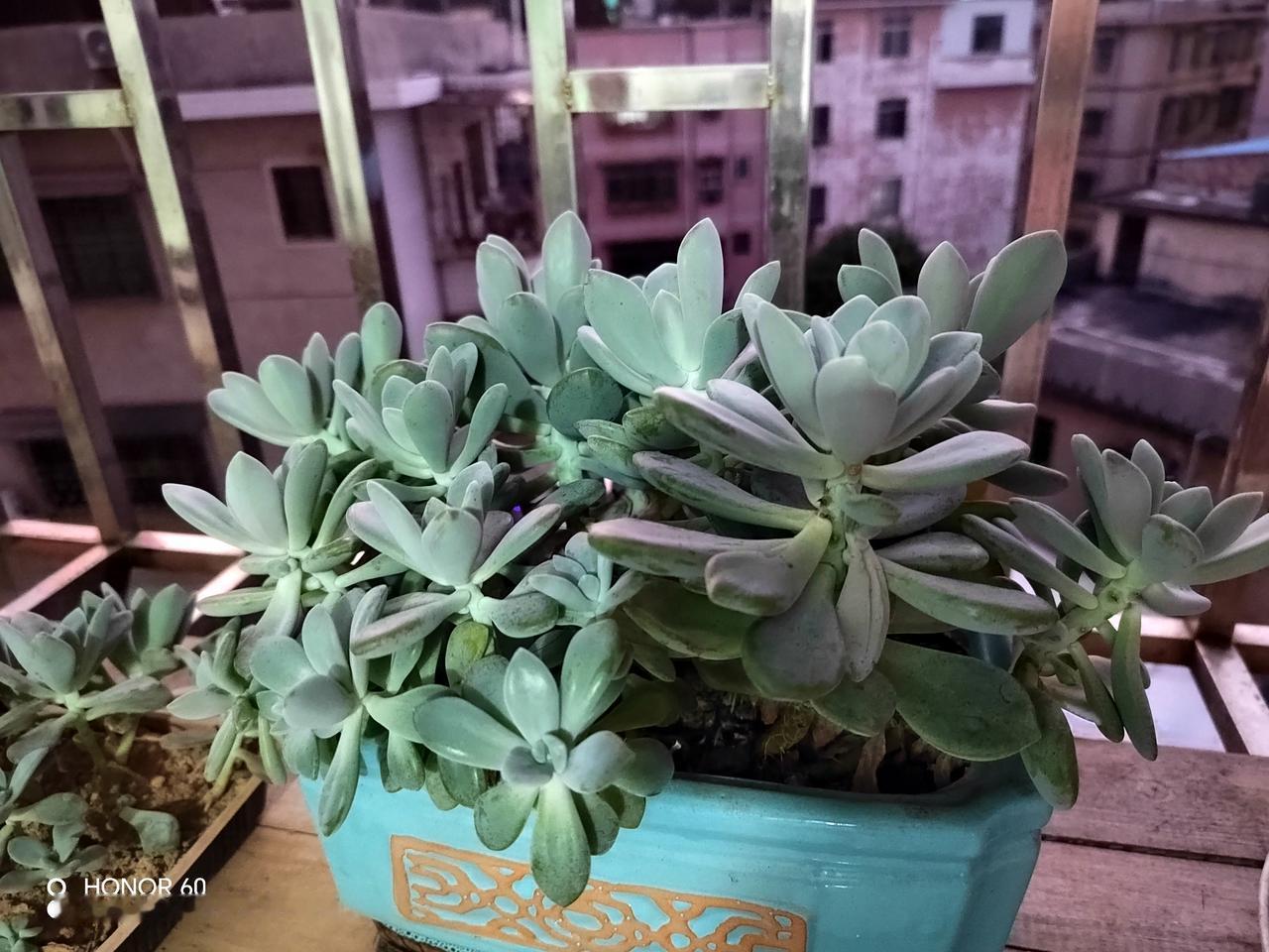 今天看到一个新词，
叫内核破碎。
查了度娘才知道。
原来
在看透人性虚伪和社会规