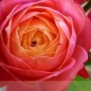 浪漫比克月季种植方法光照：每日≥6 小时直射光，缺光易徒长、花色褪色。浇水：见干