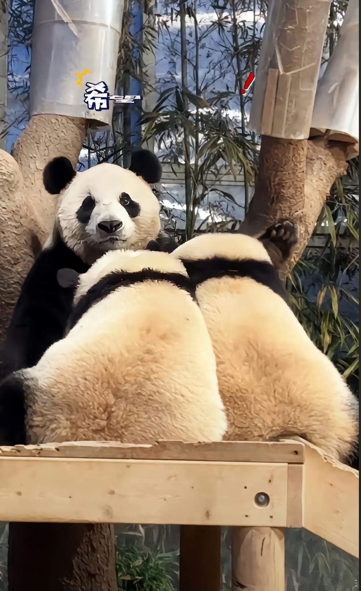 爱女士：起猛了，我有两个女儿要喝奶，我是谁，我在哪里…… 