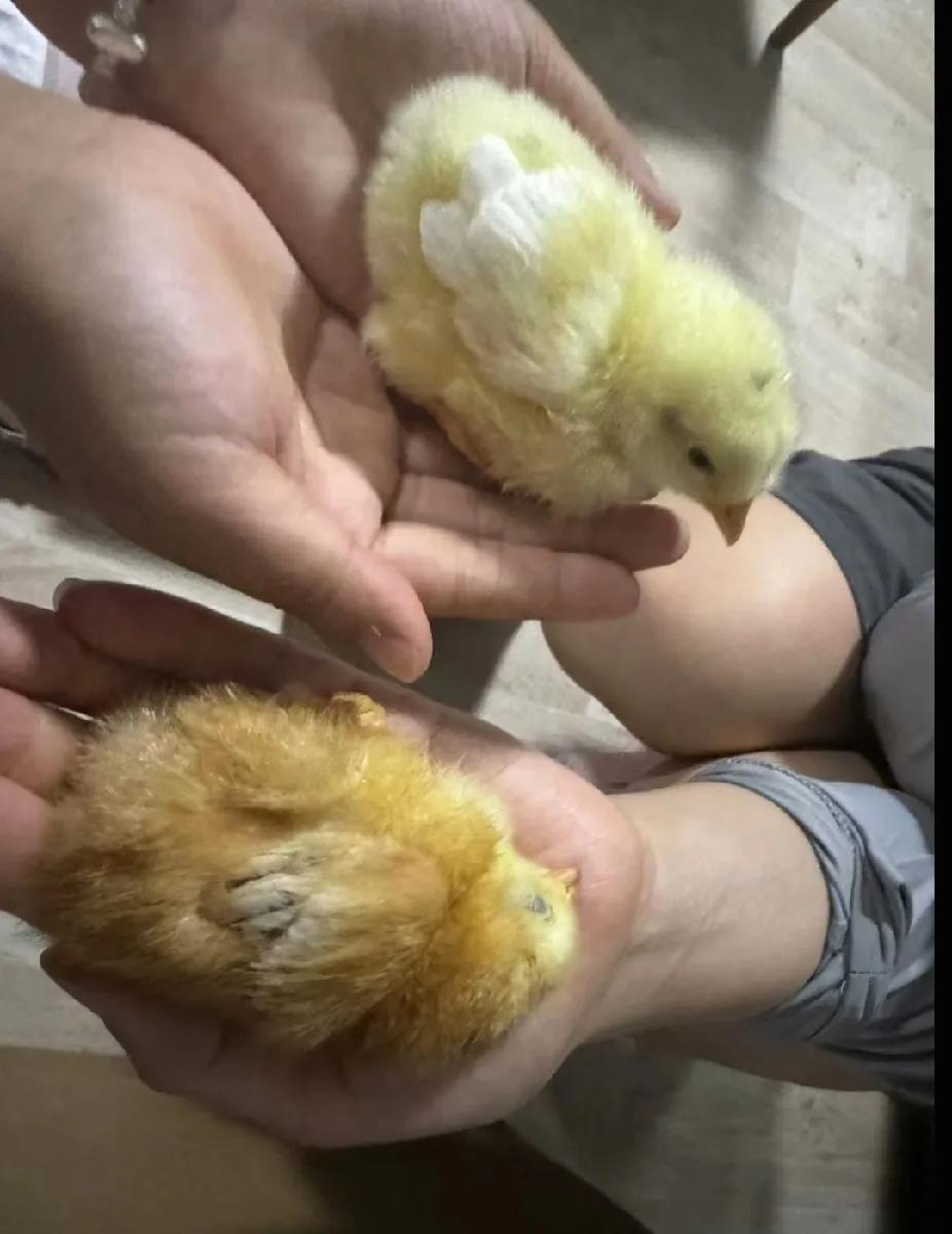 当初两个小小的鸡仔，一晃就长大了，这要等到元旦或者春节，就可以好好利用，成为餐桌