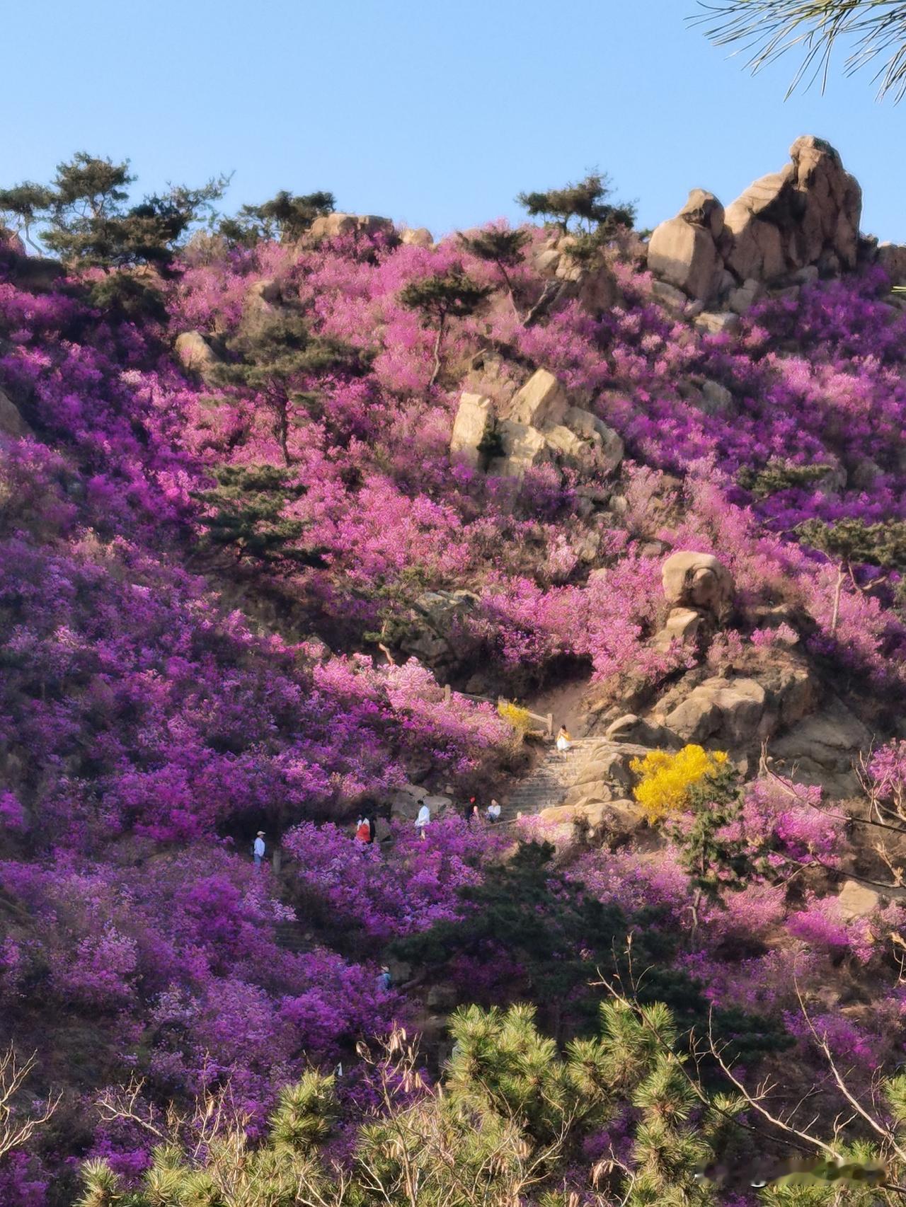 青岛大珠山杜鹃花目前还在盛开期，想去的朋友们抓紧时间了，现在去还能看到漫山的杜鹃