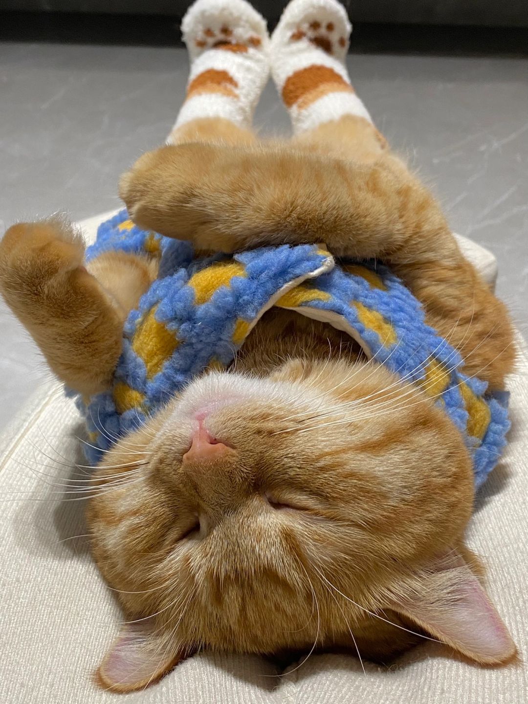 谁懂！刚炫完猫粮就睡觉觉的小猪咪~