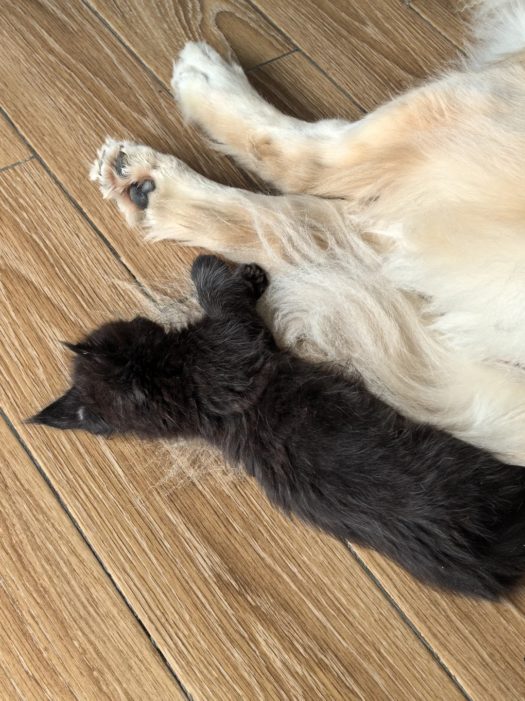 睡在狗尾巴上的猫