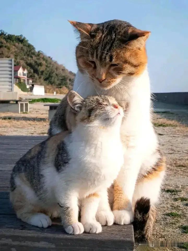 仙猫抚我顶，喵喵悟大道。