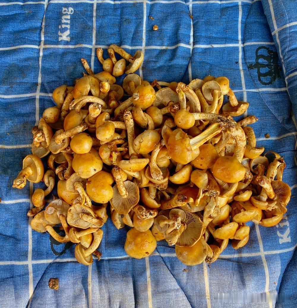 大家有知道这是什么蘑菇的吗？

在早市看到一种黄色的蘑菇，我没有吃过，就打听一下