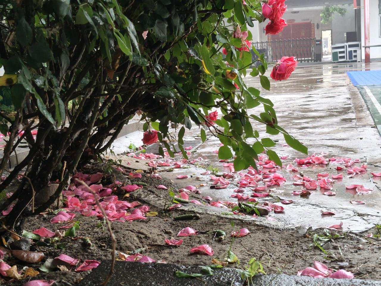 今天，又下了，到目前为止，雨未停！！
    好雨知时节
   当今乃发声
  