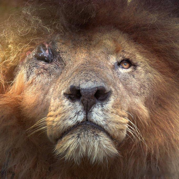 “疤面”出生于2007年，很快成为最负盛名的雄狮之一。  据传他一生屠戮400只