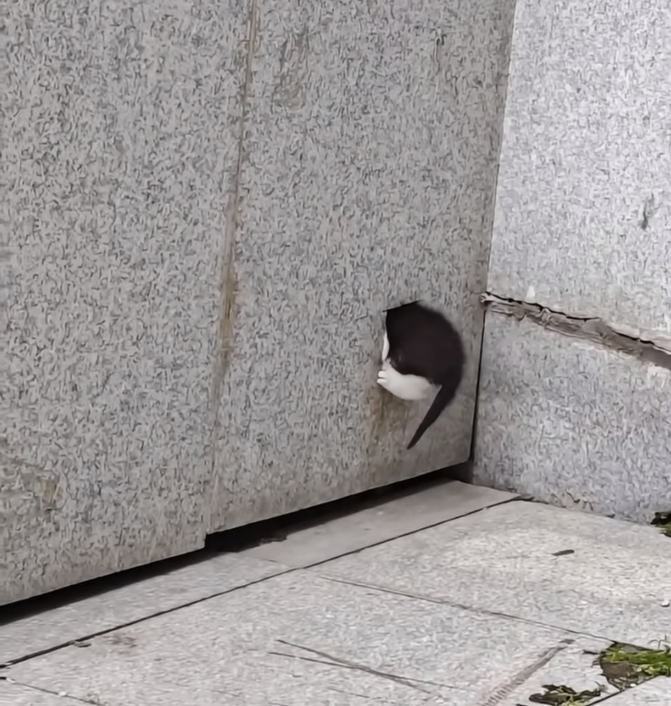 萌宠 小猫回家了 