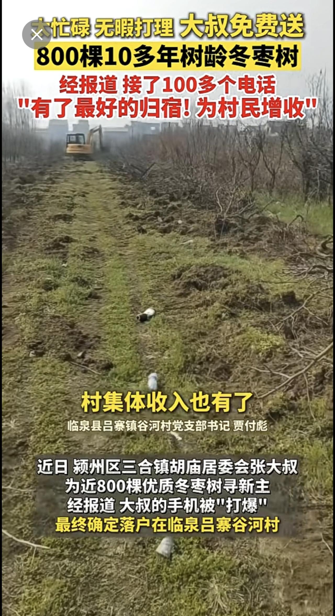 3月12日安徽阜阳，因全家忙碌、无暇打理，大叔欲将800棵冬枣树免费送人。经报道