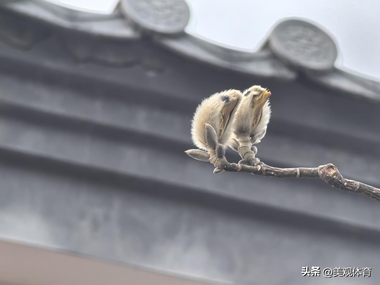 据说春天最早开放的玉兰花就叫“小鸟玉兰”