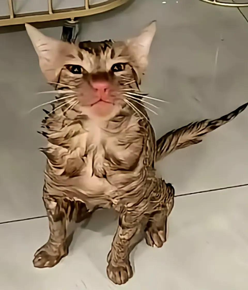 前几天在苏州，一位女士洗完衣服，打开洗衣机门，竟然发现自家猫咪躲在里面，浑身湿漉