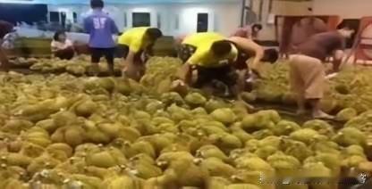 失去中国市场，大量水果烂在地里后，就开始后悔得罪中国了，咱们只能跟他们说，现在知