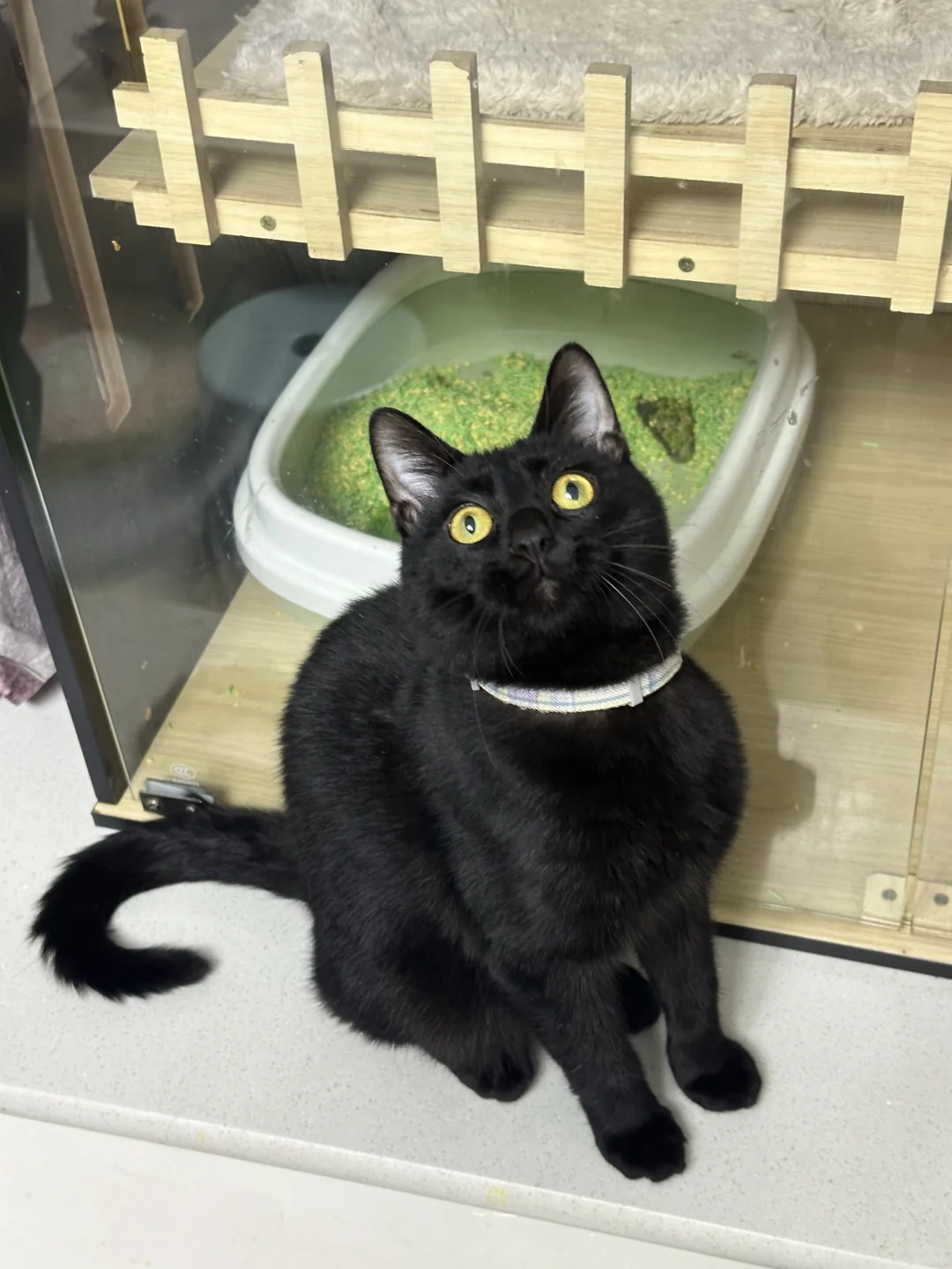 大嘴套纯黑玄猫 找领养