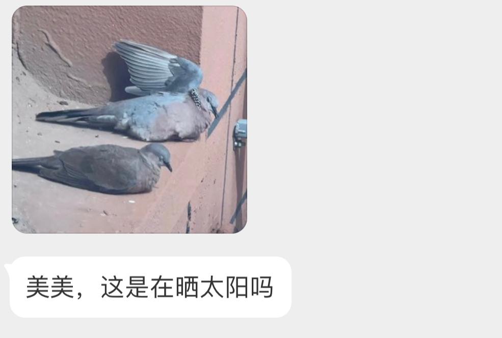 晒太阳的珠颈斑鸠还知道把翅膀抬起来🙊 ​​​