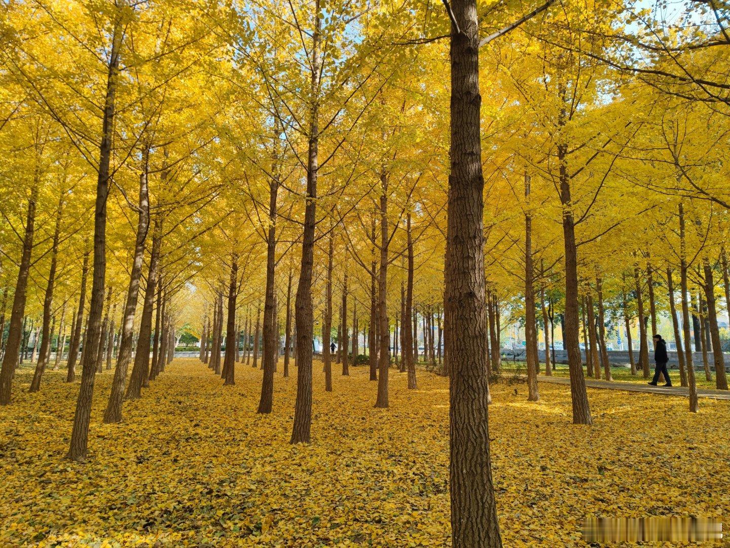 北京海淀区丹青圃公园，银杏满树金黄摄影