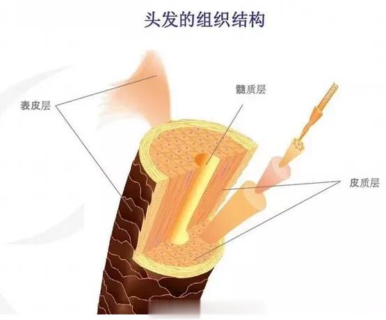 #原来发质真的能养好# 我们的头发是植根于头皮毛囊生长出来的毛发，而头发的结构本