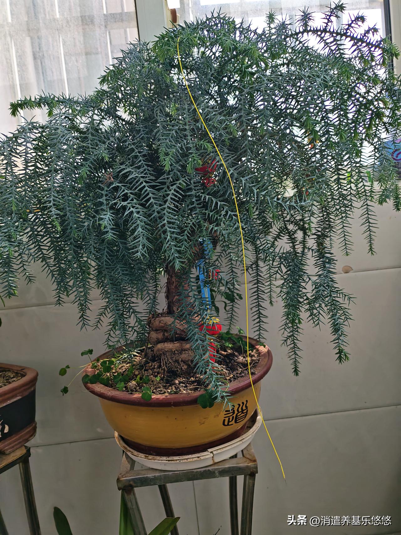 这是一颗澳洲杉，稀缺植物，是做盆景的好品种，枝条下垂莎莎，常年绿色，喜欢耐阴环境