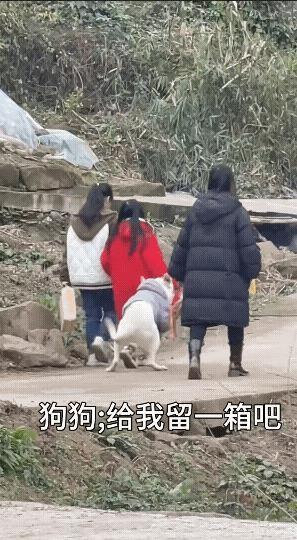 女儿回娘家，来时空手，走时却大包小包。家里的狗子看不下去了，直接冲上去抢回一箱东