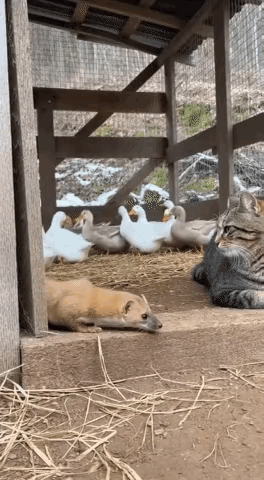 黄鼠狼：你看不见我，看不见我…
猫咪：小东西，就等着你往跟前凑呢