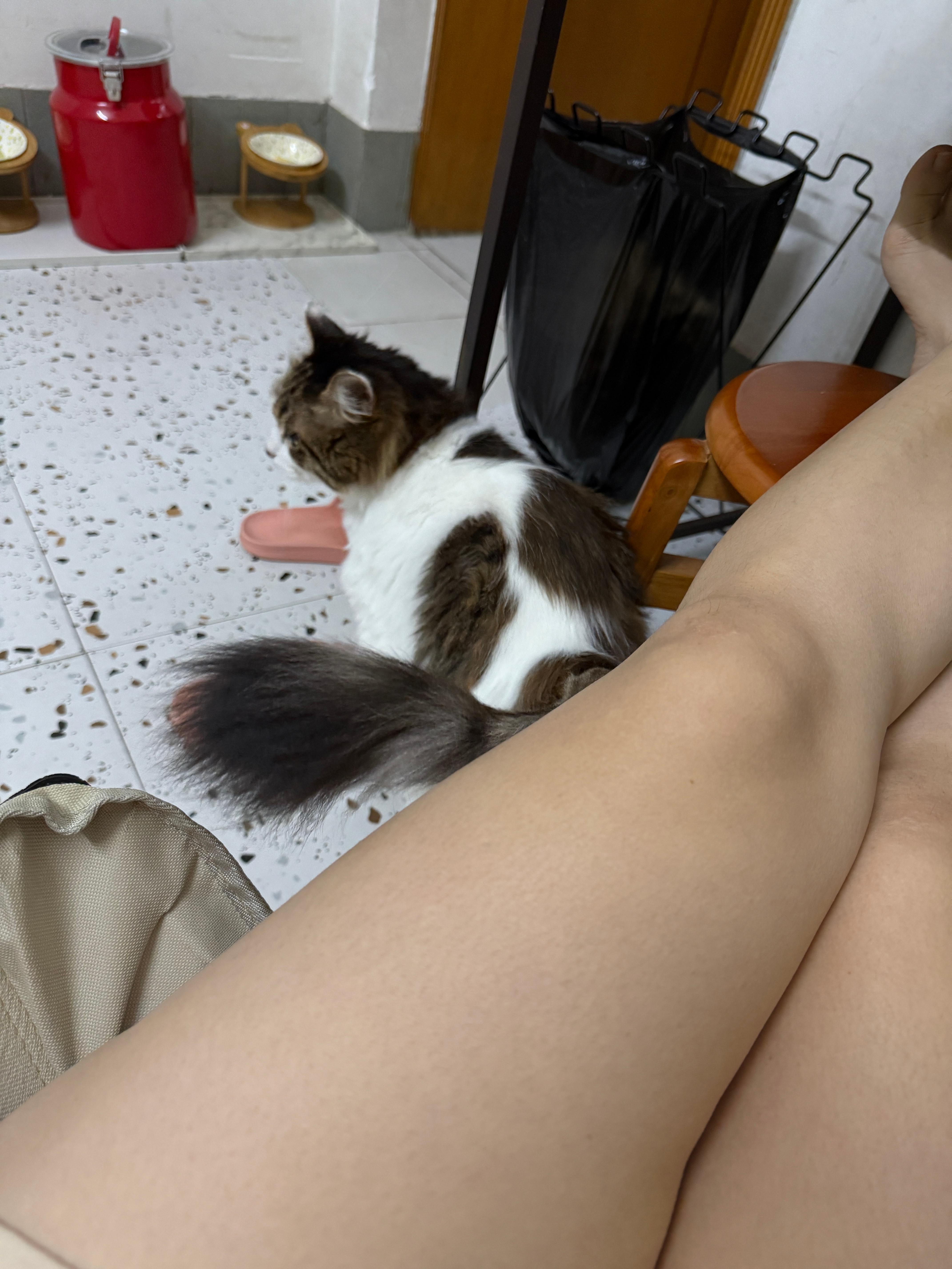 胖琪琪 