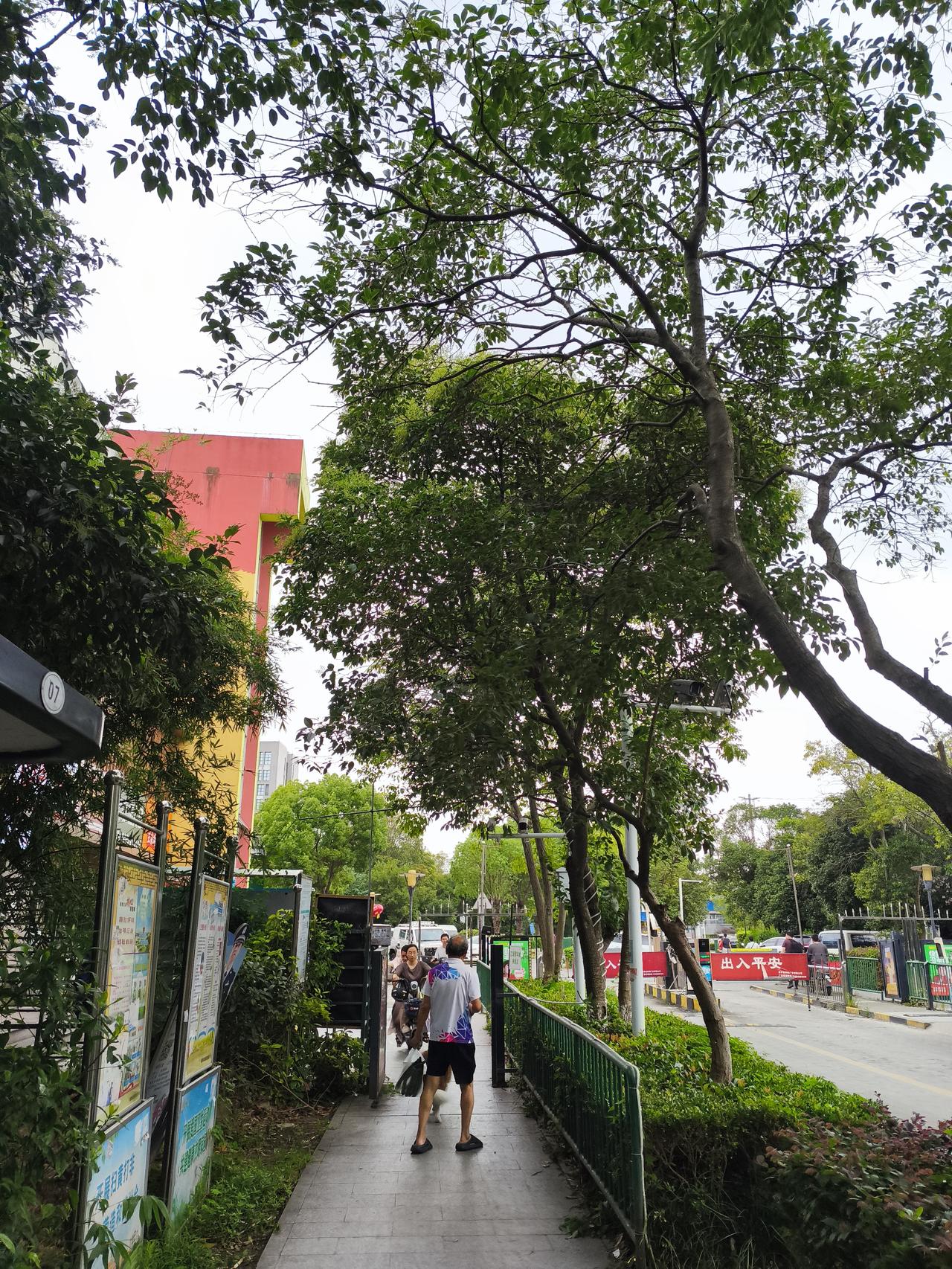 今天南京早上凉快不少，云层厚了，风有4 - 5级，估计是“巴威”台风的前奏。身体