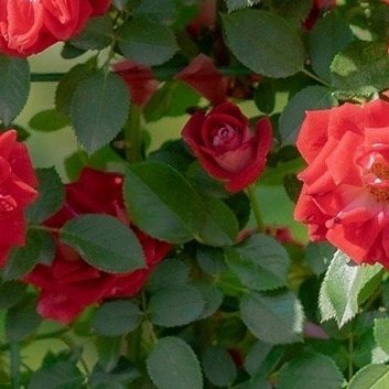 阳光信用‎阳光‎信用 每日一善 人生是一种无法抗拒的前进。自由是独立，不依附，不