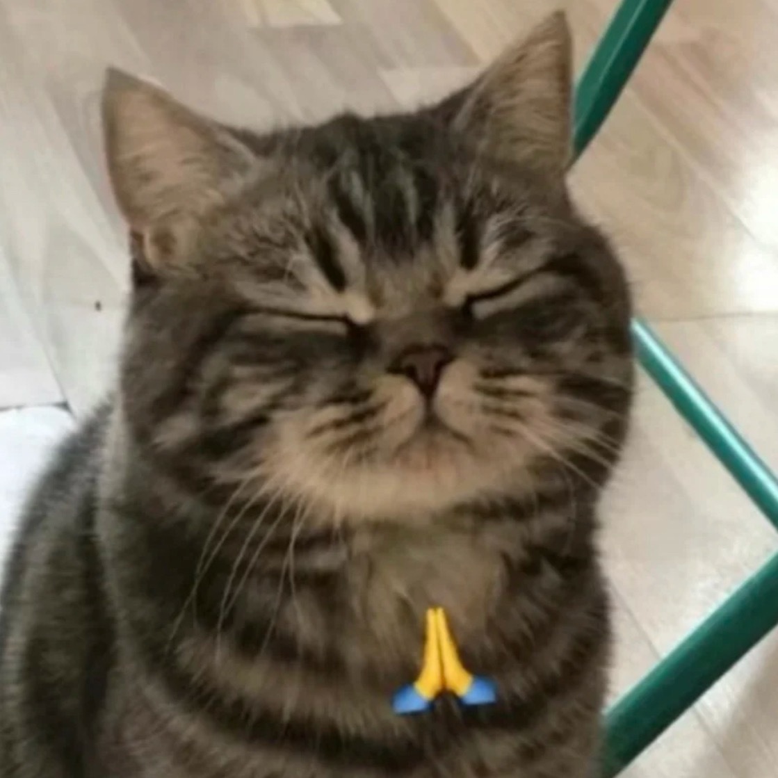 咪儿一切顺利！ 