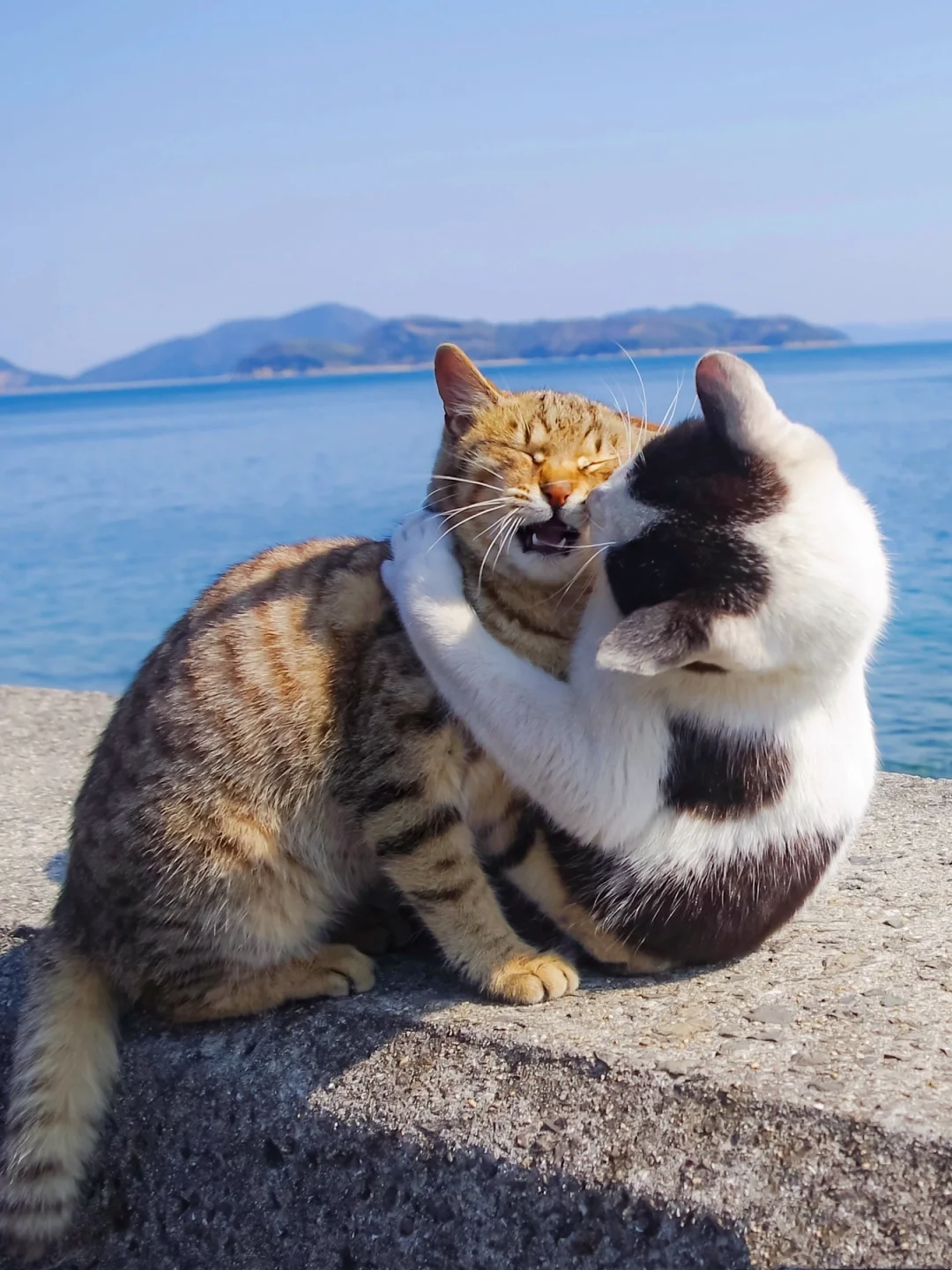 奶牛猫强吻狸花猫