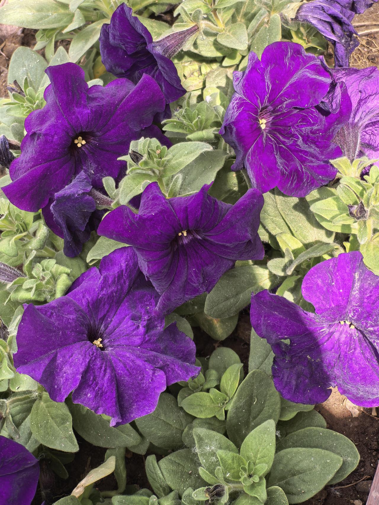 路边开着红紫花，
不知名字也挺好。
谁人知道叫啥名？
红的紫的真热闹。