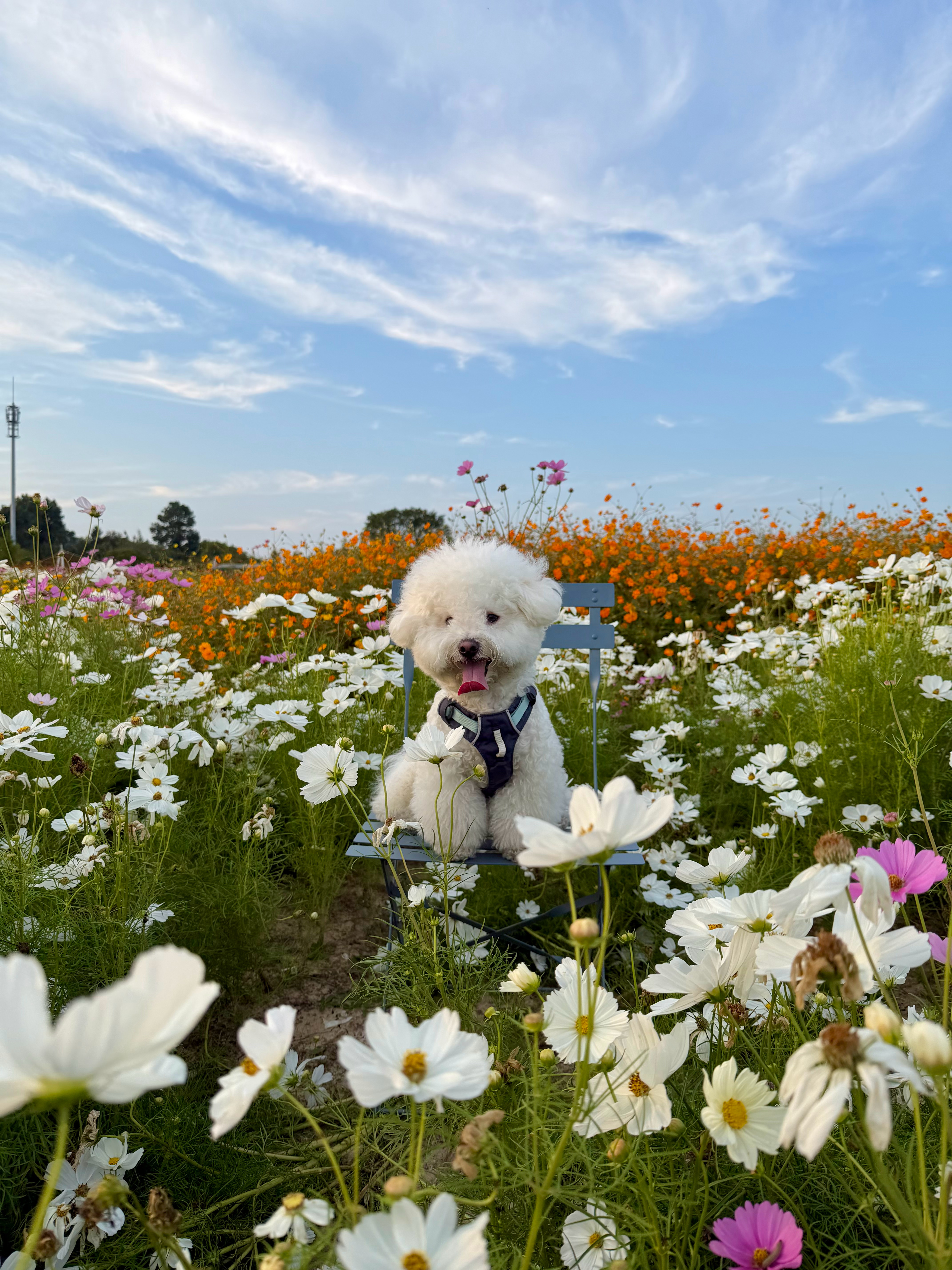 我们年糕完全花美男来的 ​​​