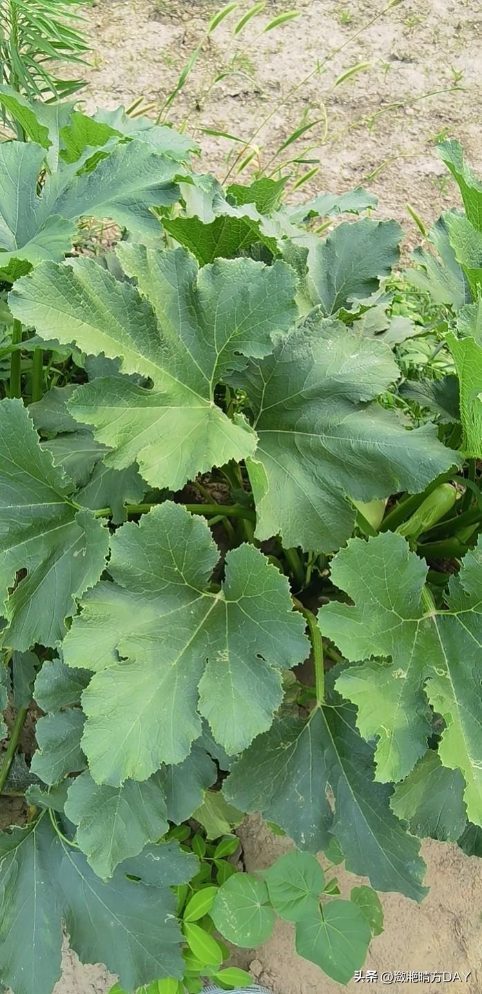 这种植物是一种蔬菜，有人认识吗？不是南瓜，不是冬瓜，不是西瓜，如果能认出来，绝对