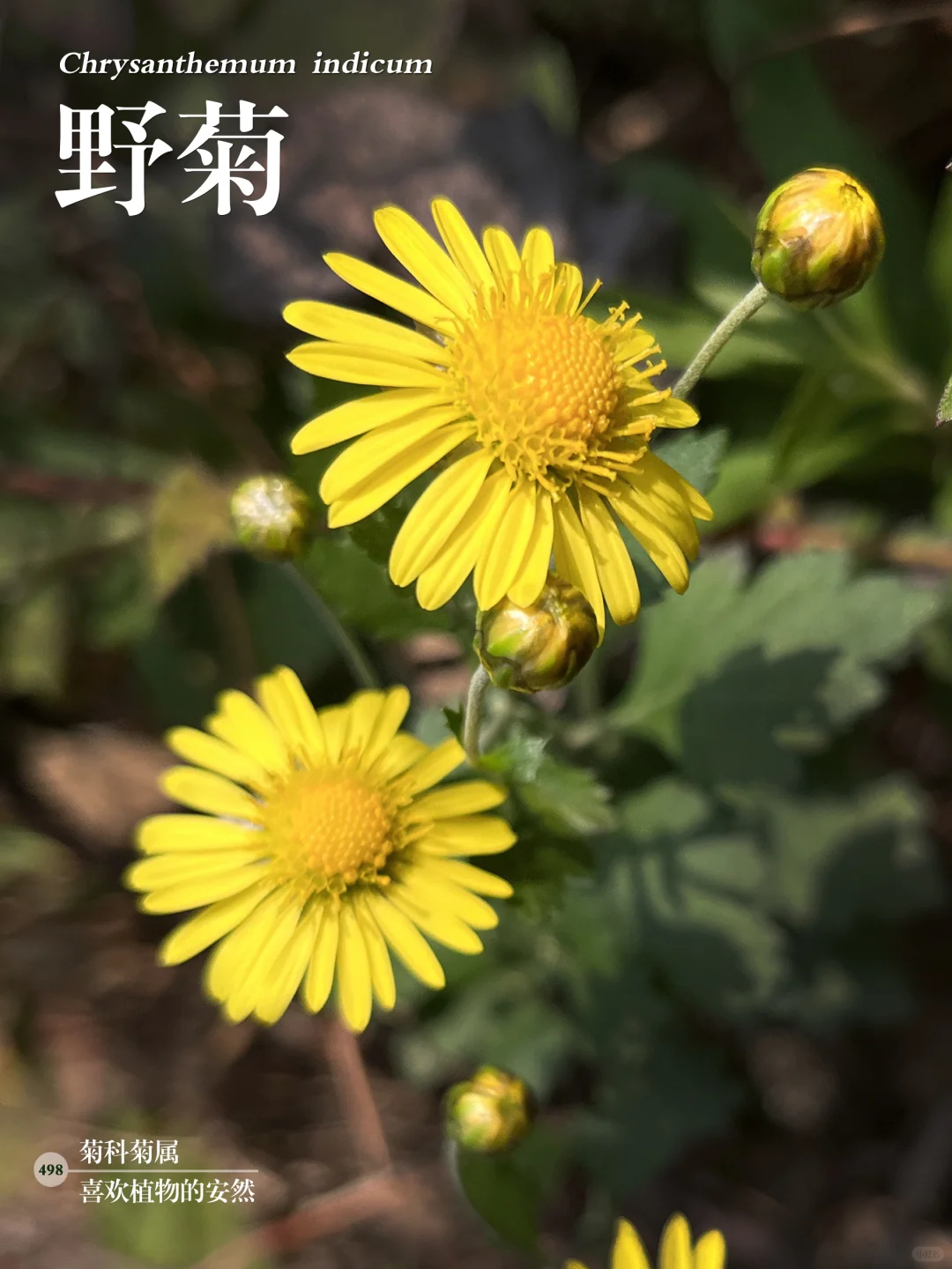 福州植物打标498｜清新灿烂的野菊