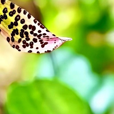 每日一善 细看兜兰悄然绽放，花开自有其时光。常怀善意，善待每一份世间美好。 ​​