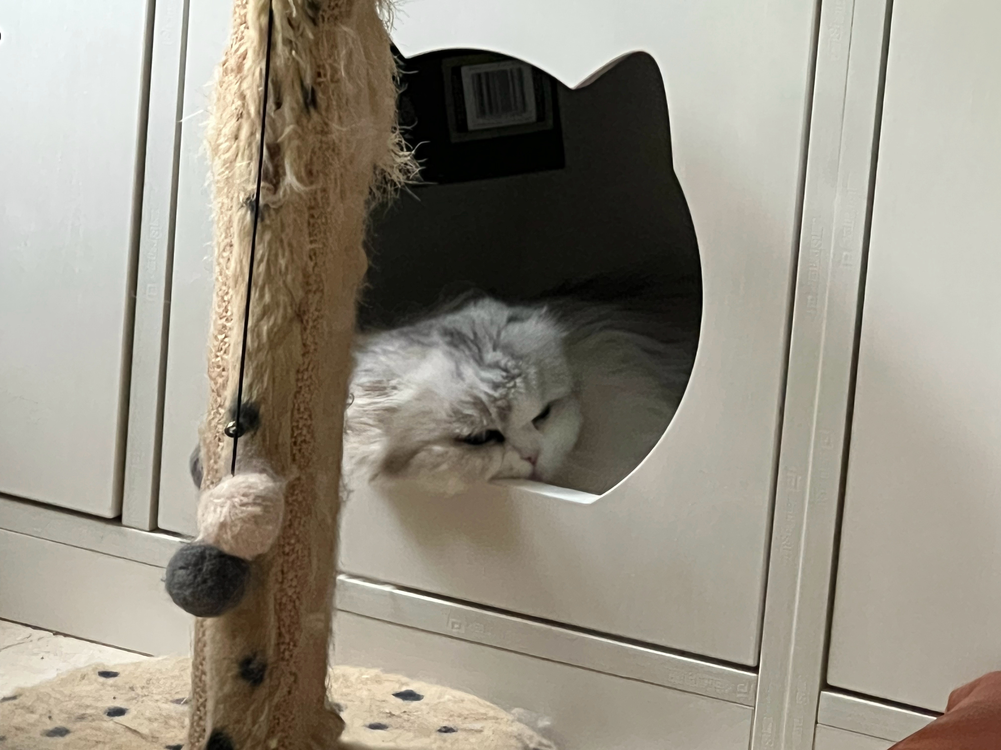 下雨天猫困狗乏全家一起躺平摆烂了萌宠c位计划下雨天