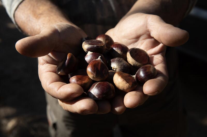 冬日生活打卡季糖炒栗子：热气腾腾，剥开金黄外壳，香甜满口。