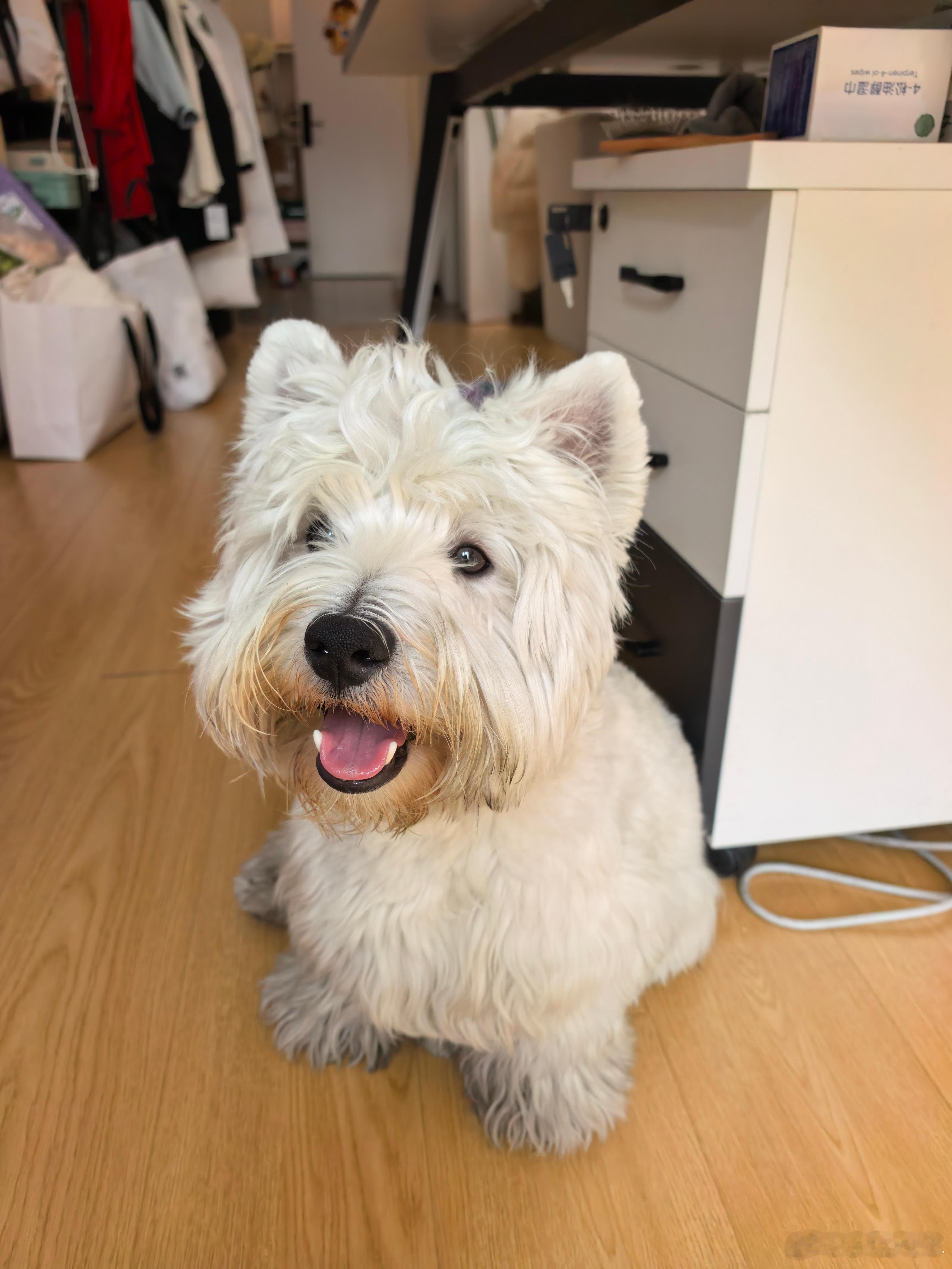 花两个小时翻新了一下小狗翻新前和翻新后对比明显吗？