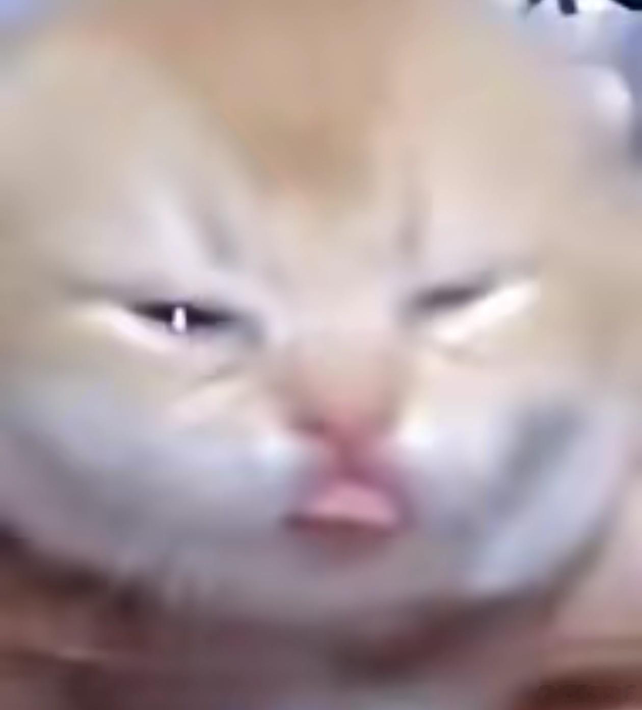 每天夜里的吴小猫belike： 