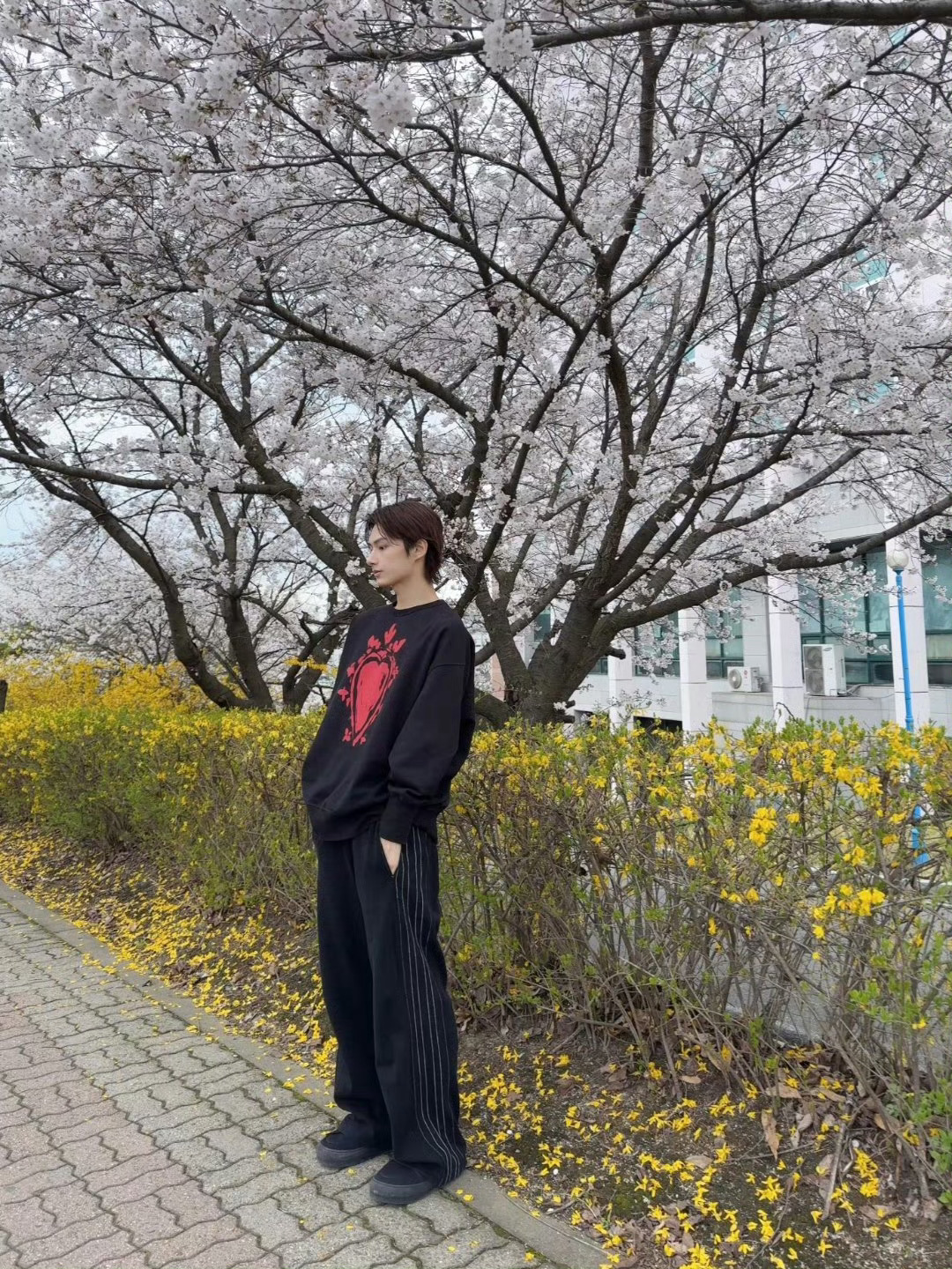 文俊辉｜春天的浪漫营业，接受来自帅哥的明信片，花儿与少年，好养眼！文俊辉樱花照