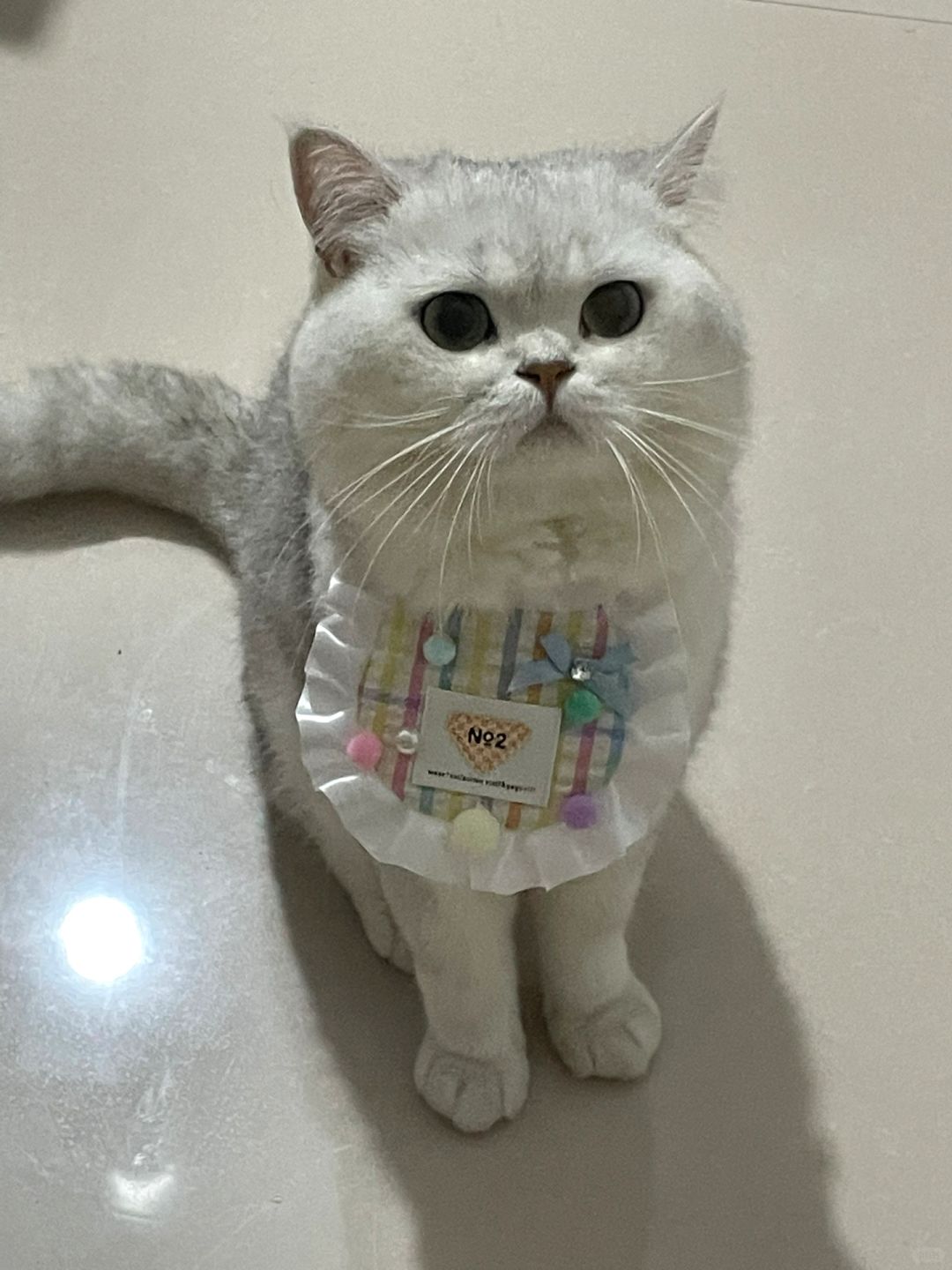 随机馋倒一只小猫
