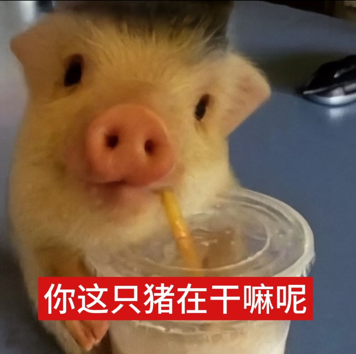 发生了什么，怎么就开始上班了？[捂嘴哭]猪猪表情包萌宠 ​​​