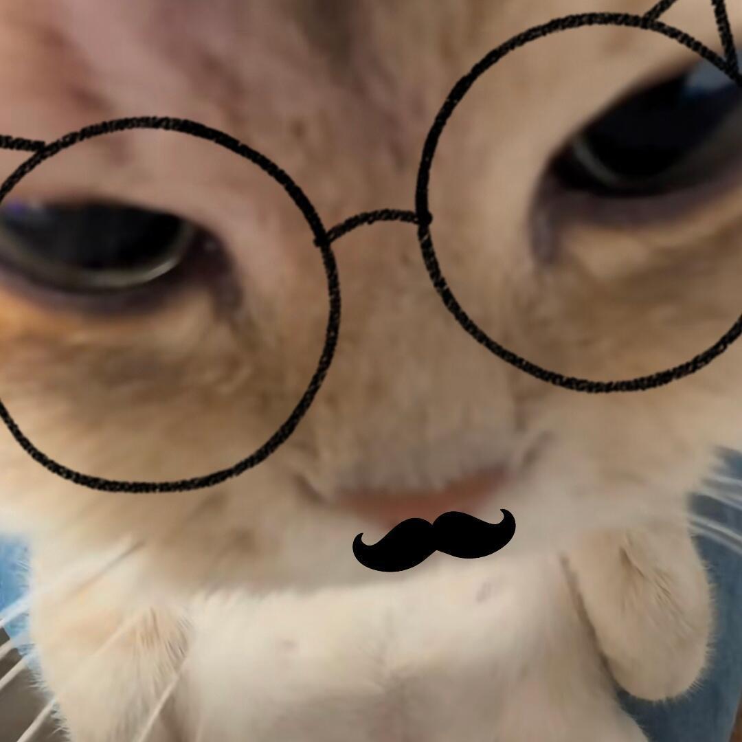 糊糊小猫 