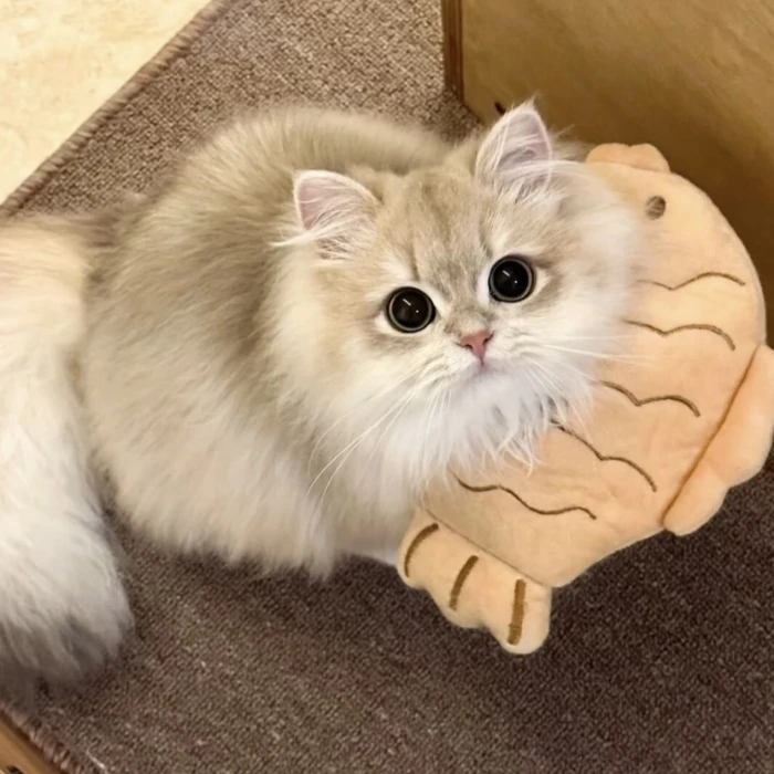 可爱小猫头像分享 