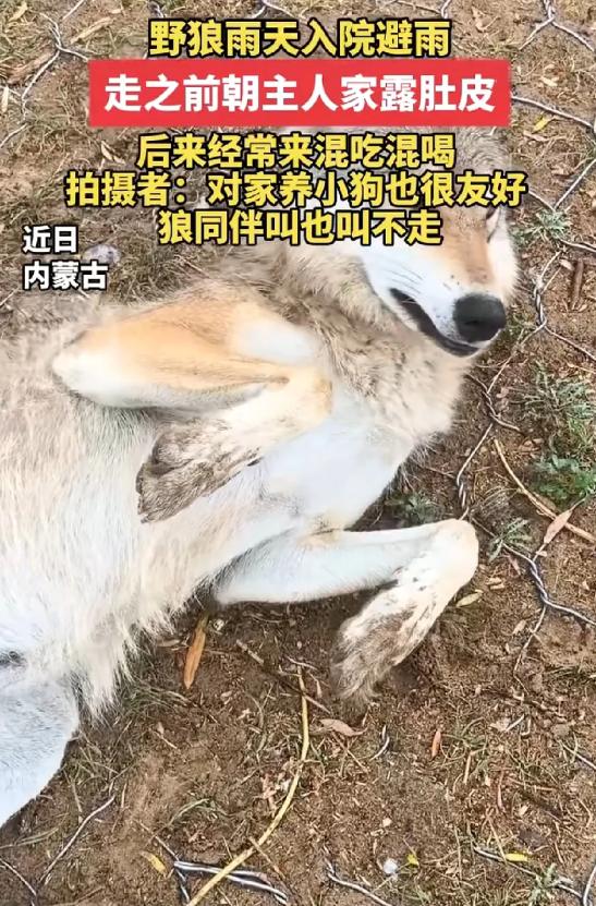 笑不活了！内蒙古，一只野狼下雨天跑进一户人家院子躲雨，谁知临走还对着人翻肚皮示好