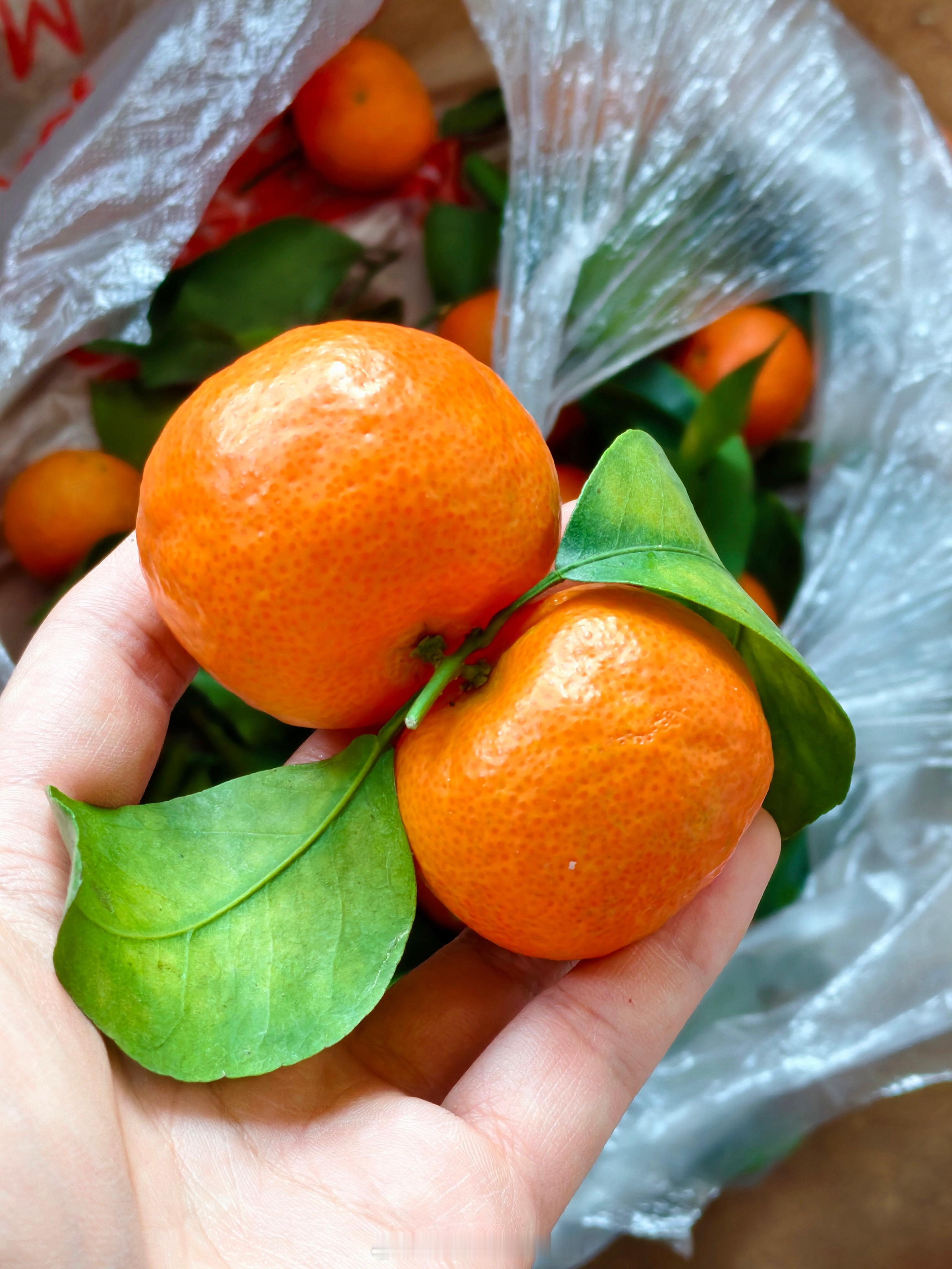 你们那里过年吃沙糖桔么？