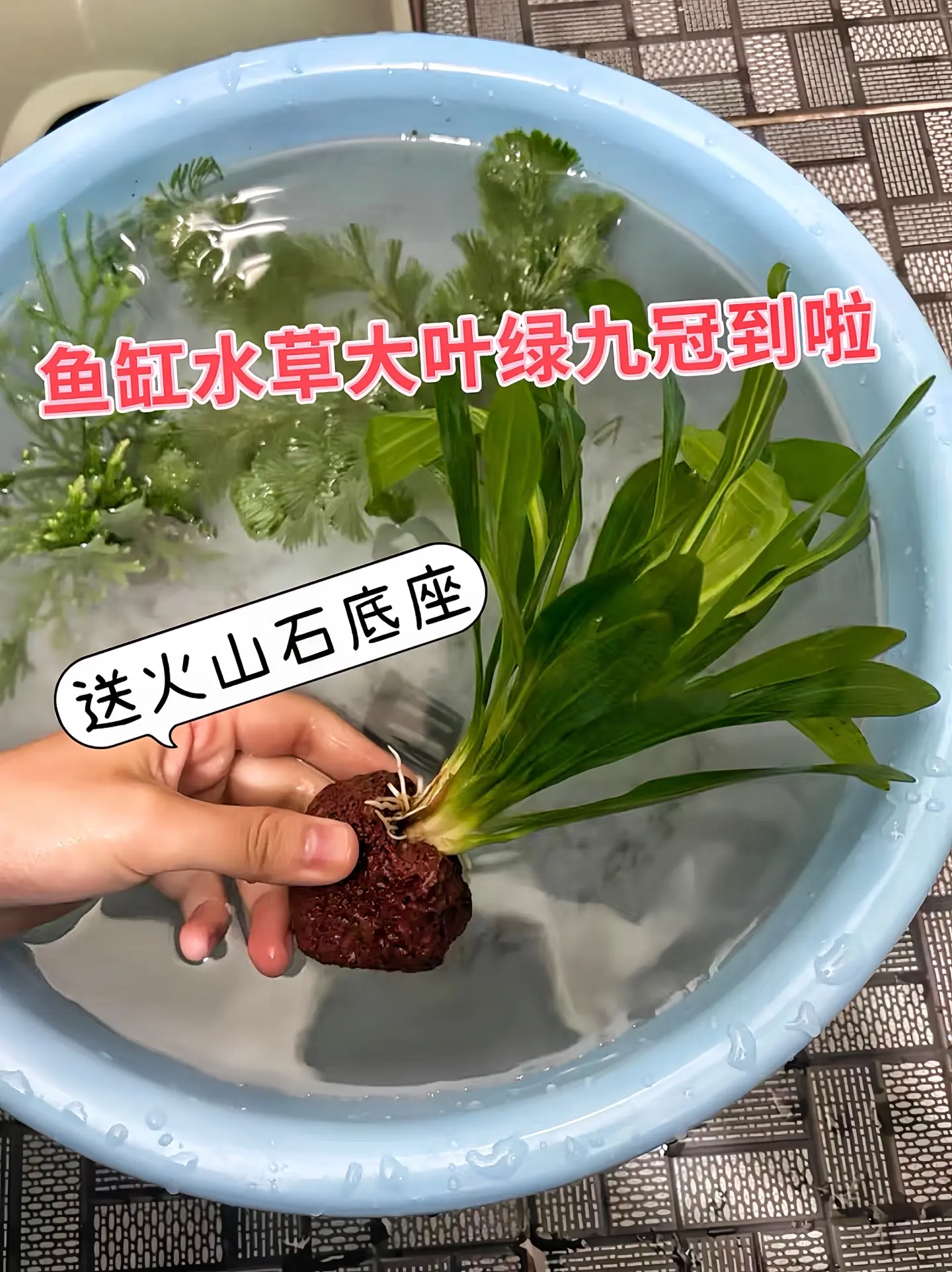 美化景观：翠绿宽大的叶片能为鱼缸增添浓郁的生机感，营造出自然且美观的水...