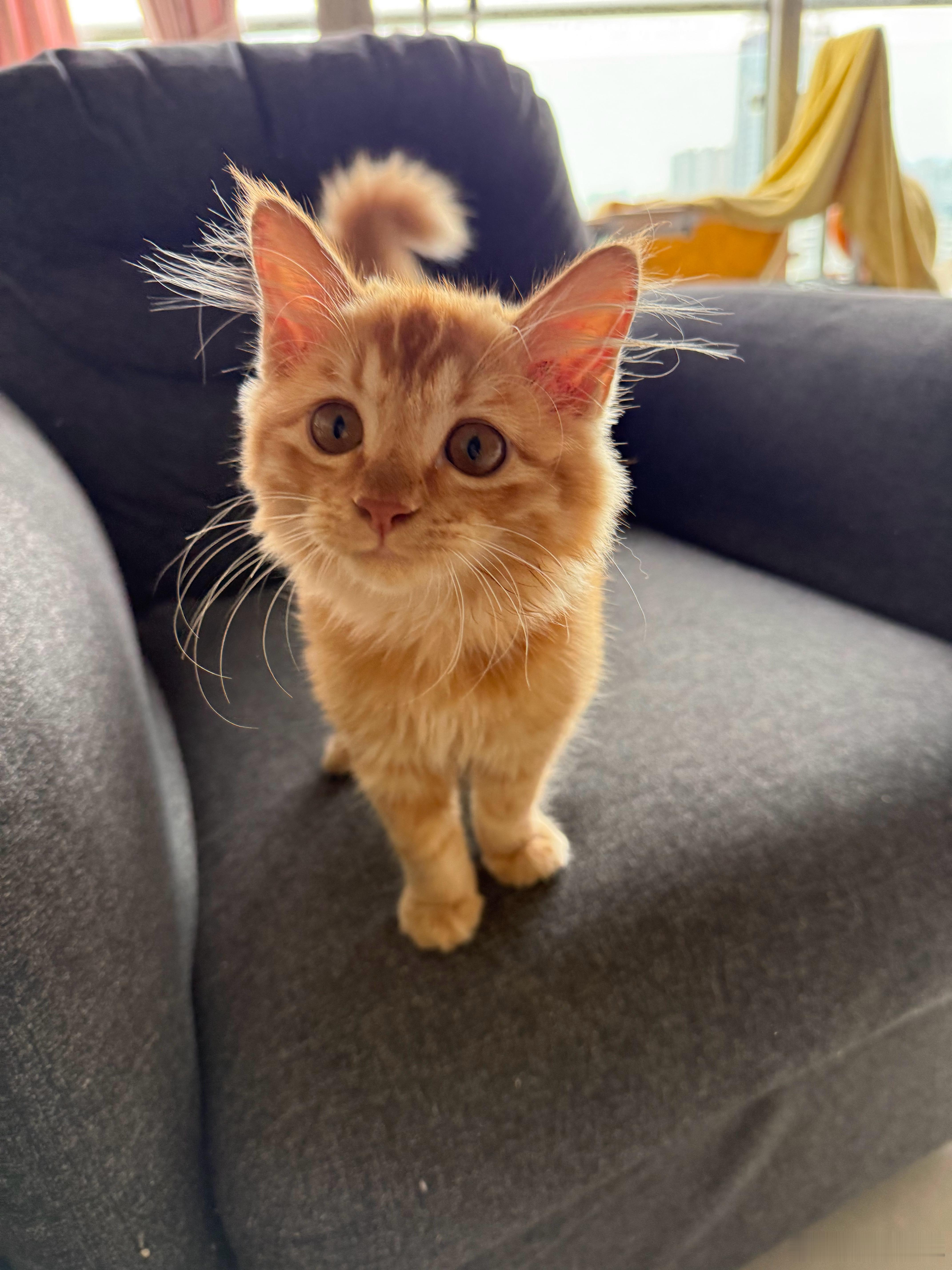 晚安各位，猫都睡了！ ​​​