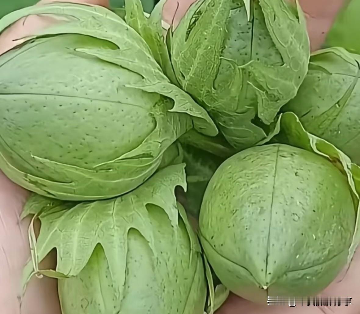 谁吃过？啥滋味[尬笑]