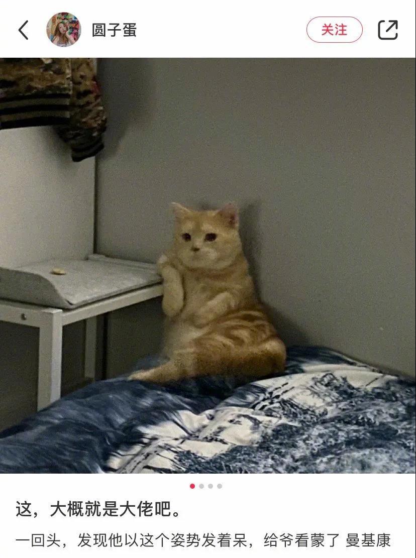 猫届大哥，大佬的姿势。