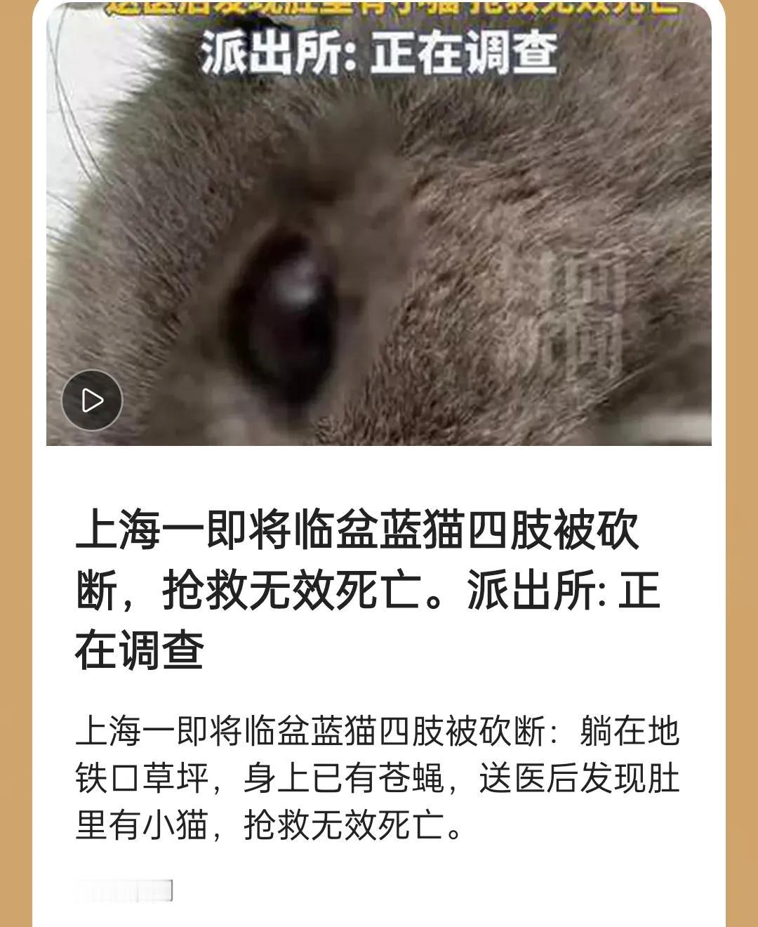 这起虐猫事件令人发指，暴露出人性之恶与法律之缺。对怀孕母猫施以如此酷刑，不仅是残